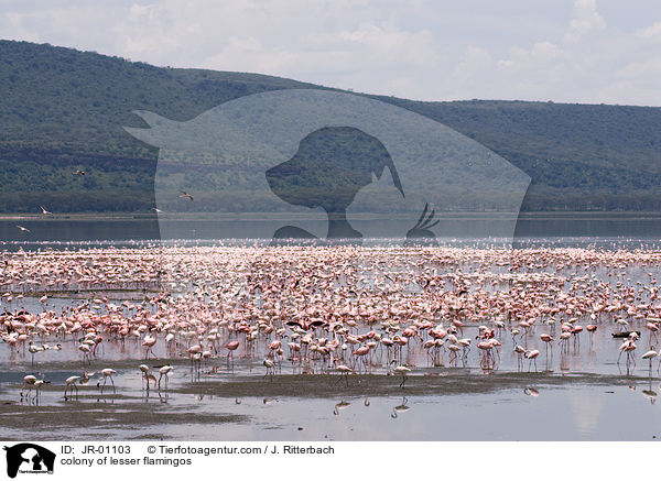 Kolonie Zwergflamingos / colonyof lesser flamingos / JR-01103